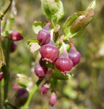 cw-bilberry